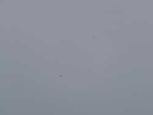 VW T5 Multivan Motorhaube Haube Klappe vorne weiß R902 (186889)